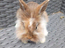 Mini Lop cross Lionheads super friendly!