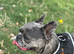 Reggie has a looking for a new home