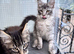 Gorgeous king Maine coons