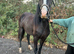 Reg Welsh D filly 2 year old