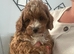 toy cavapoo 1 little boy left