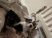 Jack Russell x Jack chi puppies