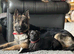 KC registered german shepherd puppies- multi generational home bred line