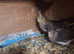 Baby Cockatiels and Budgies