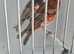 BEAUTIFUL PROVEN PAIR MUTATION RED SISKINS