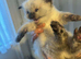 Ragdoll kittens