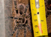 Healthy Chaco Golden Knee Tarantula (Grammostola pulchripes) ~3.5" Leg Span