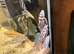 L046 - Zebra Plecostomus