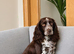 Working cocker spaniel puppies