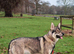 Northern Inuit puppies