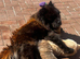 2 stunning chow chow puppies