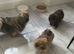 Pekingese puppies