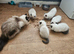 Ragdoll kittens