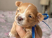 Asian Type Maltipoo boys