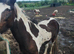 STUNNING COLOURED GELDING. COB X
