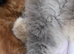 Registered Pedigree persian kittens