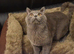 *** British Shorthair Kittens***