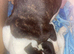 Chunky staffie pups