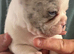 REDUCED £750 LAST 2 French Bulldog pups