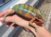 Panther chameleon male