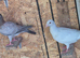 Pigeons