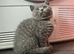 Beautiful British shorthair kittens for sale