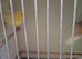 Fiffe canaries
