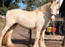 Heavy cob mare