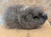 Swiss guinea pig