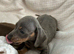 Dachshund puppies for sale