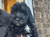 F1B cockapoo 2 female left ready to leave