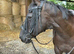 Broodmare potential black small but deep tb mare