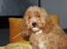Gorgeous Yankee Doodle Girl