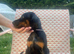 Doberman puppies 8 weeks ready now