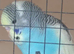 Young budgies