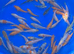 1000’s Koi Fry 1-3 inches