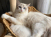 Active ragdoll female