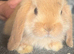 Mini lop doe ( girl )