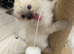 5 beautiful ragdoll/blueprint kittens for sale