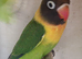 Green black masked love birds