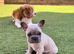French bulldog puppies Kennel Club registered