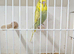 Baby budgie for sale