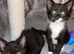 Ragamese cross kitten