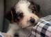 Beautiful jack Russel puppy for sale