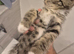 One tabby, one mixed tabby-ginger mix and one grey and white half british shorthair