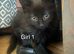 Kittens for sale