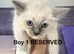 Ragdoll Kittens lilac boy Bi colour girls blue point