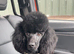 Miniature Merle Poodle At Stud & Black KC registered at Stud