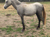 Welsh yearling colt