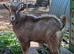 Intact Entire Billy Breeding Toggenburg Goats + Whether